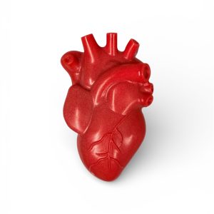 Anatomical Heart Soap Fundraiser – Heart Month Sale